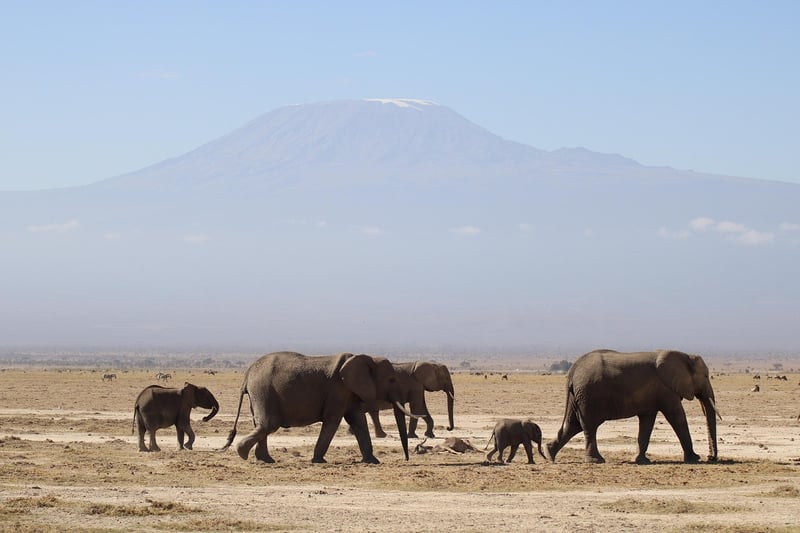 Safari Adventure in Kenya