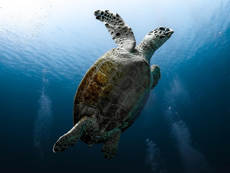 Underwater Exploration